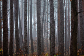 foggy forest in autumn time