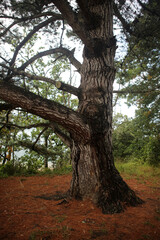 Coastal walking path around Rance river estuary - Dinard - Saint Servan - Saint Malo - Ile-et-Vilaine - Brittany - France