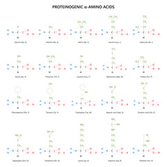 20 proteinogenic α-amino acids. Structural formulas.