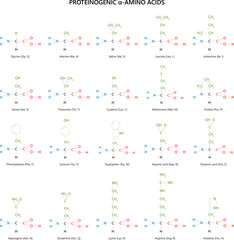 20 proteinogenic α-amino acids. Structural formulas.