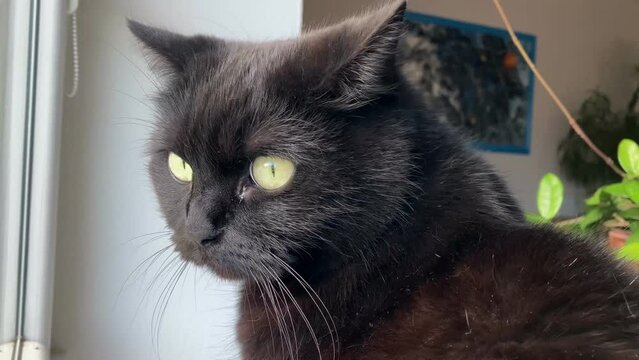 Beautiful domestic black cat with green eyes sitting and staring out the window, 4k footage, side view