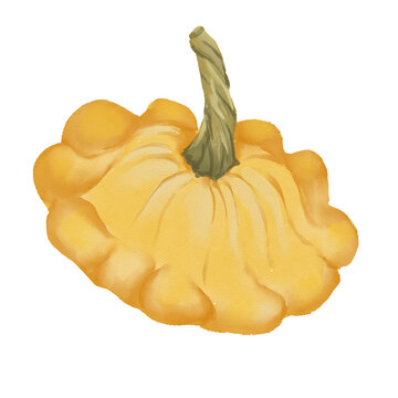 Watercolor food illustration of patison, Pattypan squash