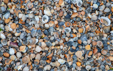 a close-up of a seashell carpet on the beach