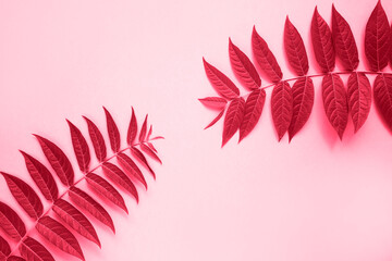 Minimal background with natural plant branch on paper background. Flat lay, place for text. Color Viva Magenta. Showing the colors of 2023.
