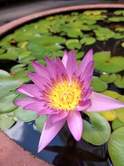 Fototapeta premium pink water lily