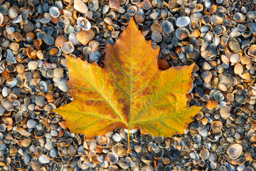 A top view of a yellowed leaf with dew drops on the seashells