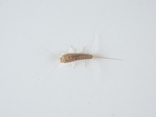 Long tailed Silverfish. Ctenolepisma longicaudata