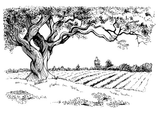 Rural landscape, tree and farm. Vector hand drawn vintage engraved sketch.
