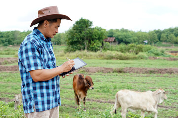 Asian male vet is observing and recording information about cow in Thailand. Concept for study and...