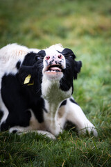 Closeup of a funny black and white cow laying on green grass sticking out her tongue in Germany