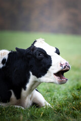 Closeup of a funny black and white cow yaws with open mouth on a field in Germany