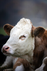 Closeup portrait of a brown and white cow laying on a green meadow in Germany