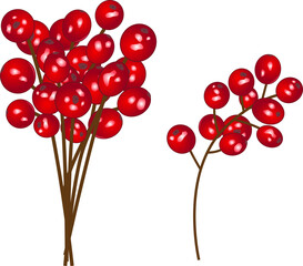 Branch of Christmas red berries on isolated white background.