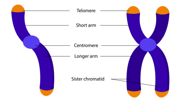 diagram of chromosomes ,chromatids