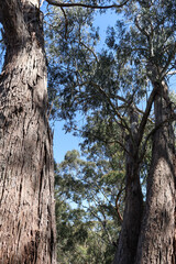 looking up at eucalyptus tree trunks in australian bushland