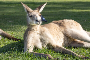 kangaroo lying on the grass