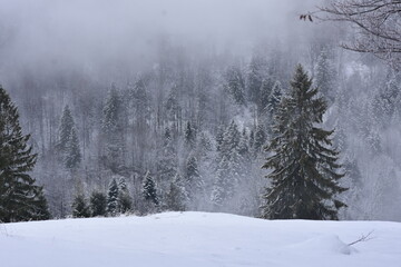 snow covered trees in winter