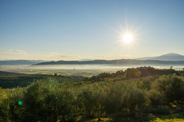 Maremma countryside panoramic view, olive trees, rolling hills and green fields. Sea on the horizon. Casale Marittimo, Pisa, Tuscany Italy Europe.
