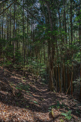 Obraz premium 大岩ヶ岳