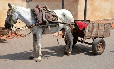 Naklejka na ściany i meble donkey in the streets of Marrakesh