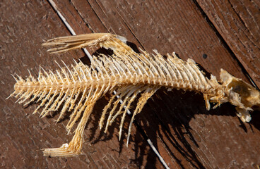 A close-up of a fish skeleton on the planks