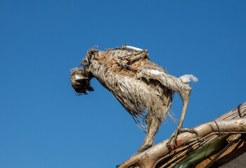 A close-up of an old stuffed bird with damaged plumage