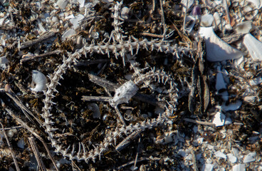 a close-up of a snake skeleton on the ground