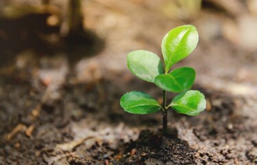 Little sapling of a growing orange tree