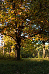 Golden autumn oak tree in nature