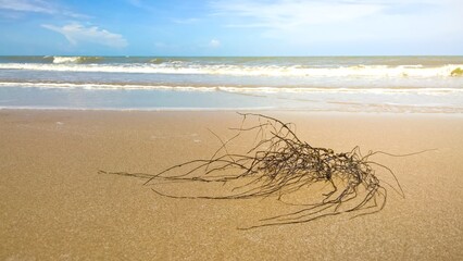 Branches on the beach.