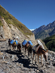 Mules in Nepal