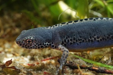 Closeup on a male alpine newt, Ichthyosaura alpestris , underwater