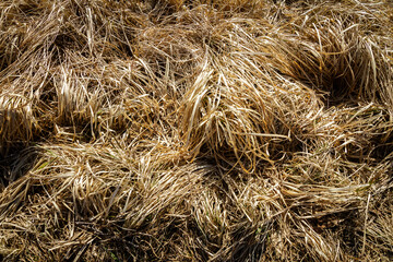 Closeup of old aged dry grass straw texture background