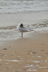 seagull on the beach