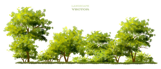 Obraz premium Vector watercolor of tree side view isolated on white background for landscape and architecture drawing, elements for environment and garden, painting botanical for section