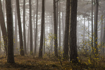 Fototapeta premium misty autumn forest in the morning 