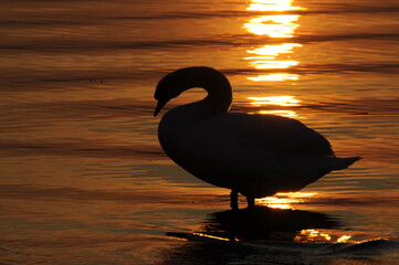 Schwan bei Sonnenuntergang