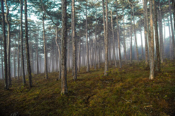 foggy forest in autumn time