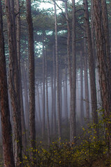 misty autumn forest 