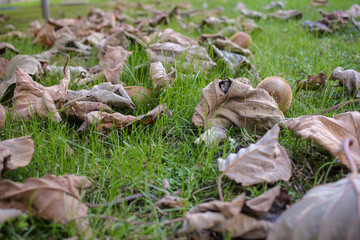 my garden is full of leaves