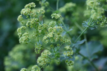 Przywrotnik pospolity  Alchemilla vulgaris lwia łapa gojnik nawrotnik gniazdka ziele Matki Boskiej