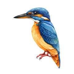 Kingfisher bird hand drawn watercolor illustration. Wildlife forest animal. Common kingfisher beautiful wild bird. Orange and blue feathered avian.