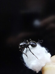 macro of a Messor barbarus ant