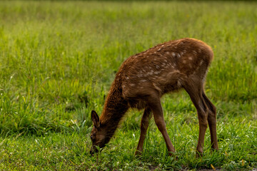 Young Elk With Spots Grazes In Meadow