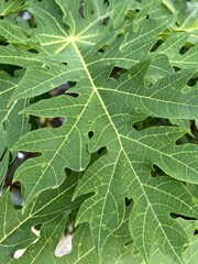 green papaya tree in nature garden
