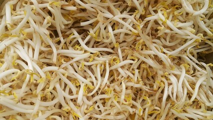 Close-up of fresh bean sprouts