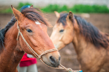 Obraz premium Frightened horse on a farm in a paddock on a rope.