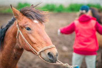 Frightened horse on a farm in a paddock on a rope.