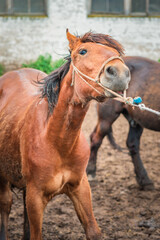Frightened horse on a farm in a paddock on a rope.