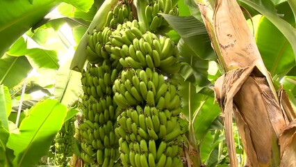 Banana Trees And Banana Garden.